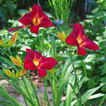 Hemerocallis Red Volunteer
